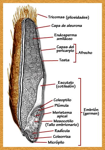 Figura.10- Cariópside de avena y sus estructuras, Fuente: Plantas para curar, 2010.