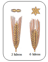 Figura.3 Variedades de Cebada
