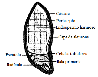 Figura.4-Partes del grano de Cebada